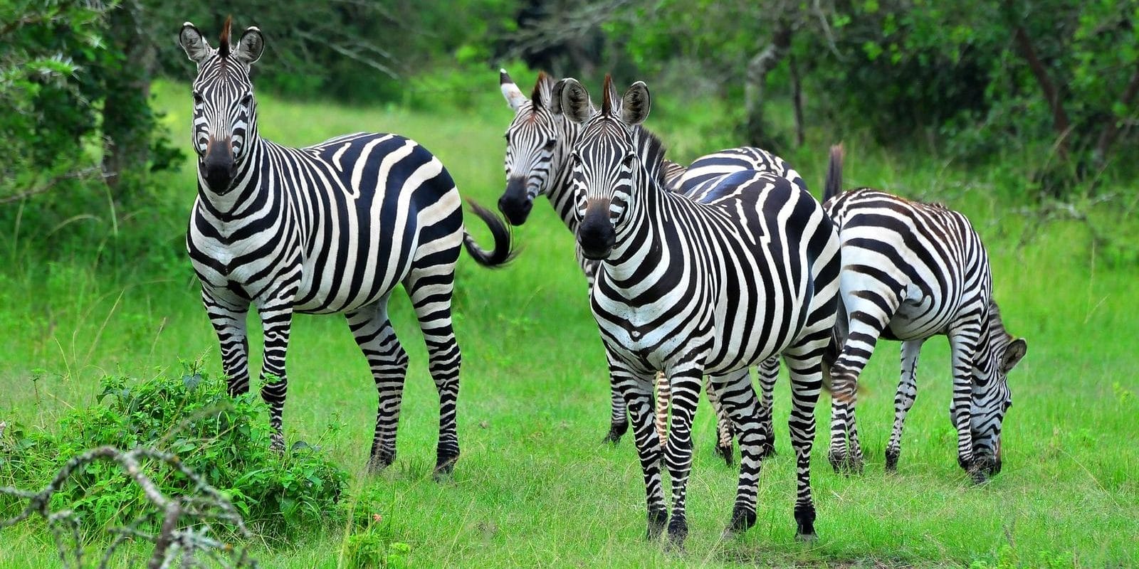 Zebras