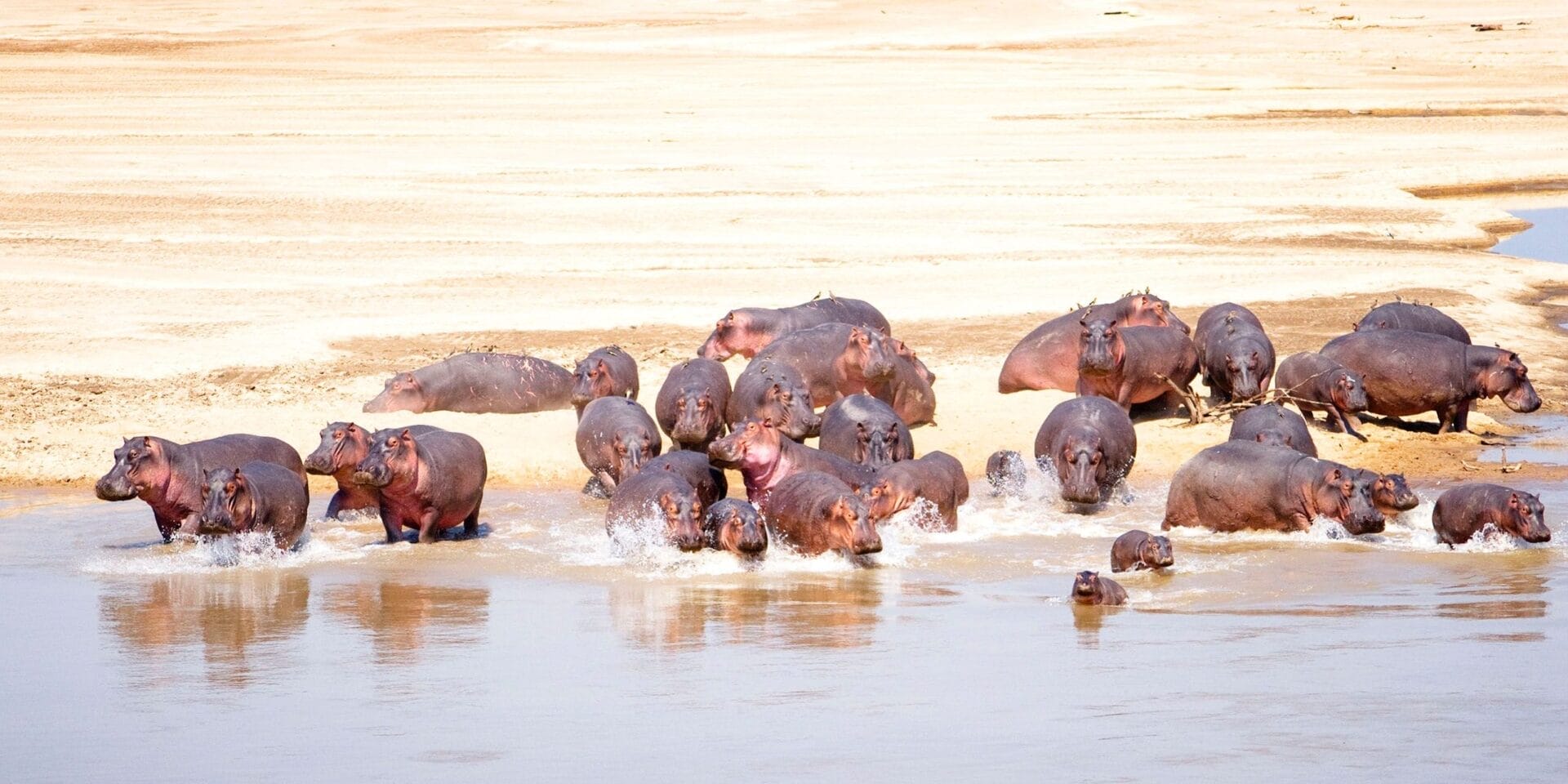 s2dwUBgr (1) | Gamewatchers Safaris Hippopotamus