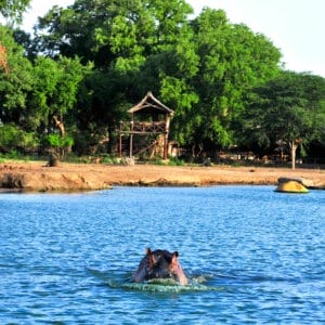 hippo swimming through lake