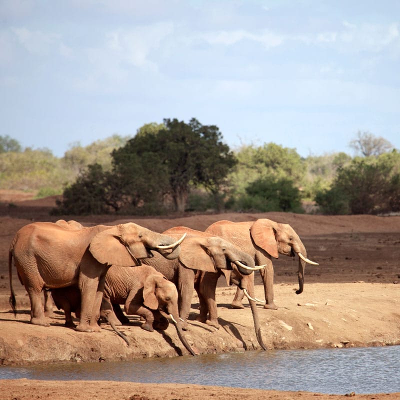 elephants gathered around watering hole
