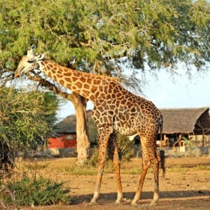 giraffe eating