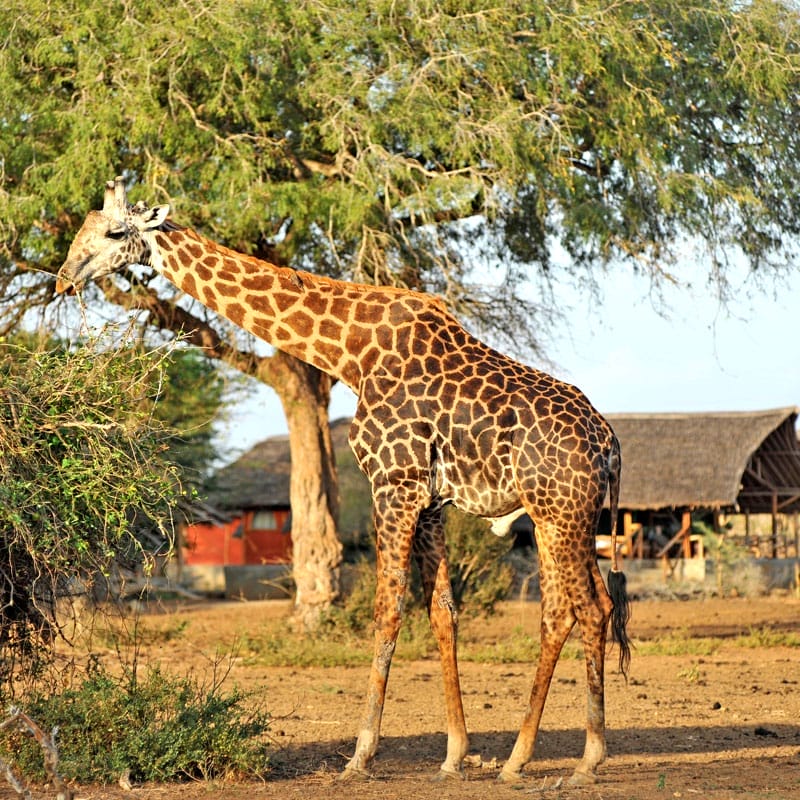 giraffe eating