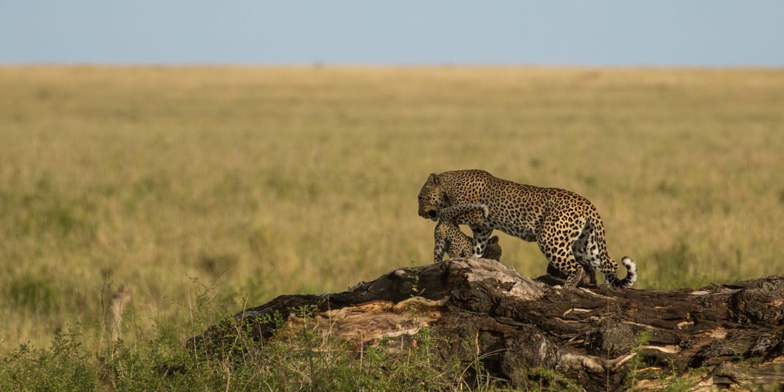 Leopards