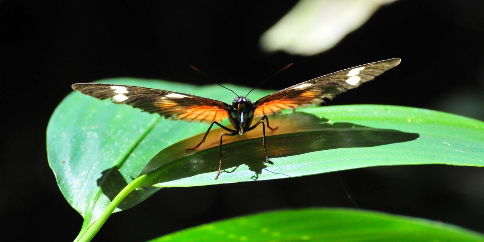 Butterfly on a leaf