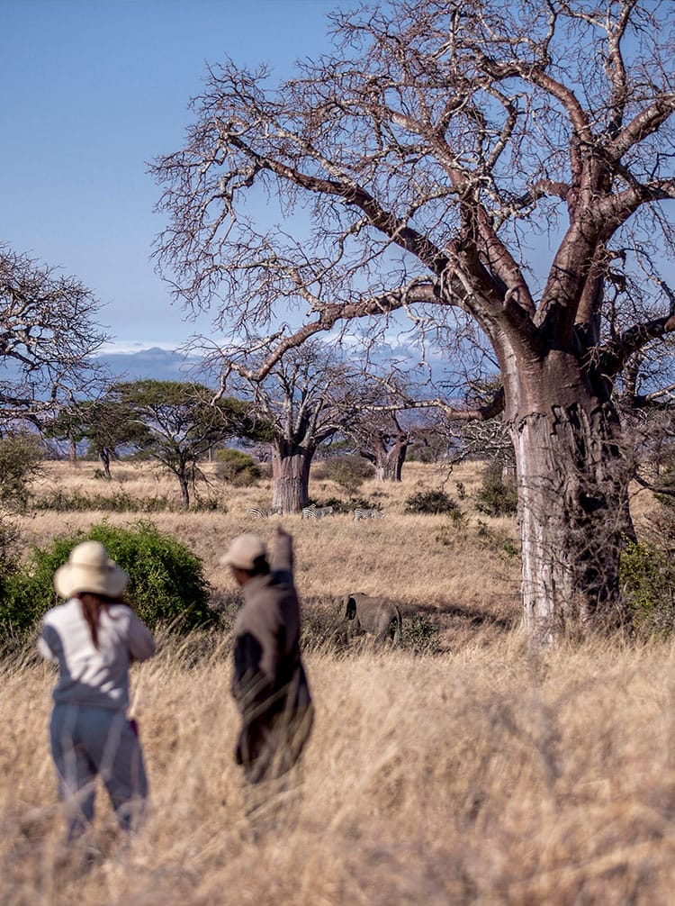 tanzania & rwanda - featured | Gamewatchers Safaris guide pointing out zebras