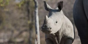 Rhino Calf