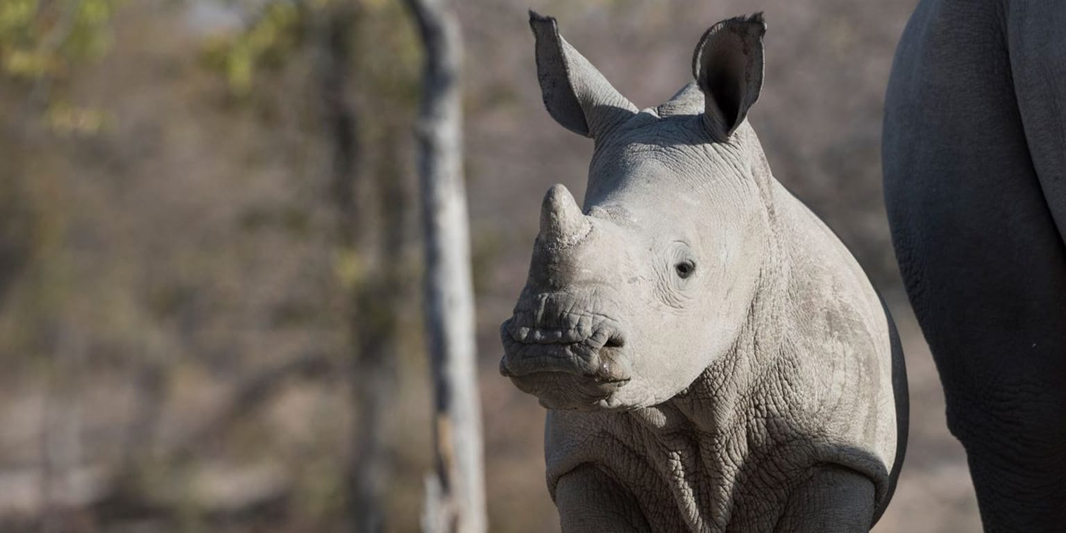 u1ZiGbV4 (1) | Gamewatchers Safaris Rhino Calf
