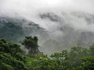 Rainforest