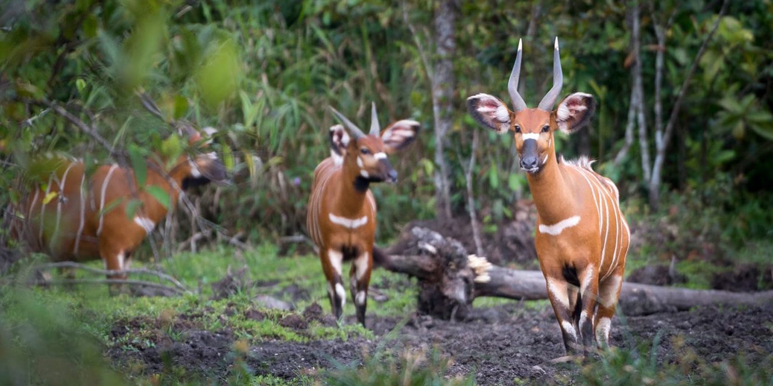 Mountain Bongo