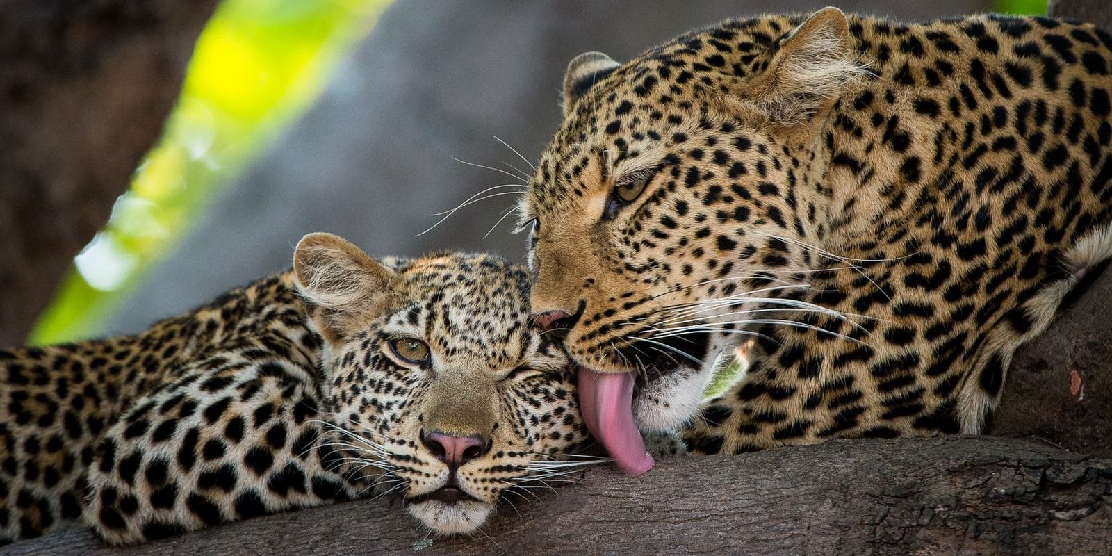 wVY4SldN | Gamewatchers Safaris Leopards