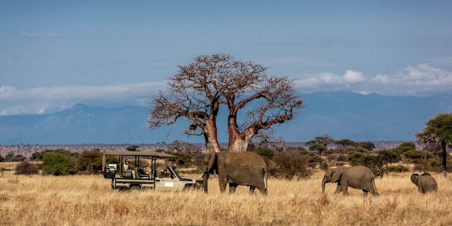 African Bush Elephants