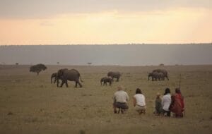 African Bush Elephants