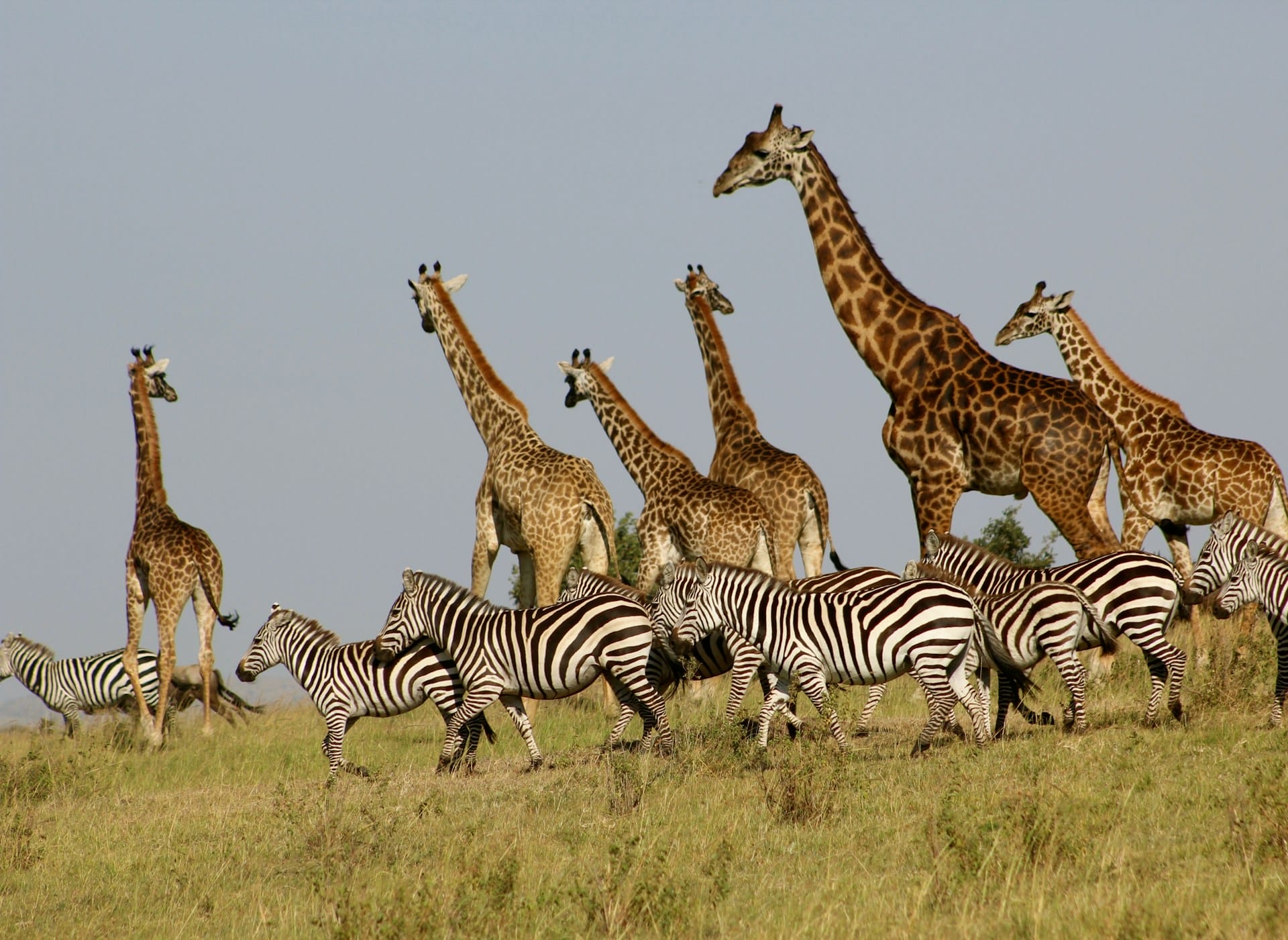 Giraffes and Zebras