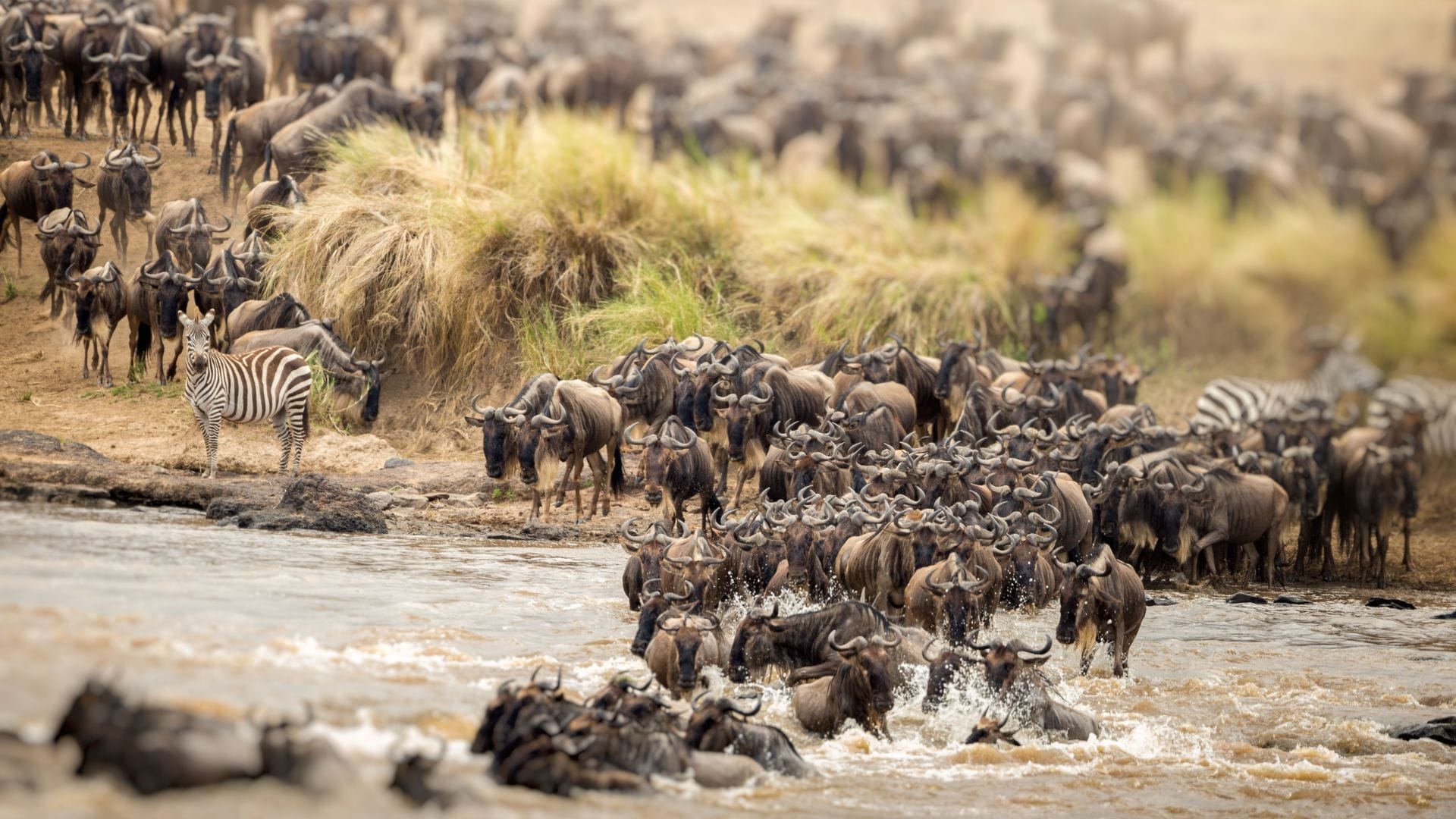 Wildebeest crossing a river