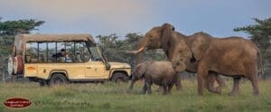 Elephants Passing a Safari Vehicle