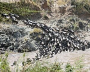 Herd of Wildebeest by Angie Rickard 2
