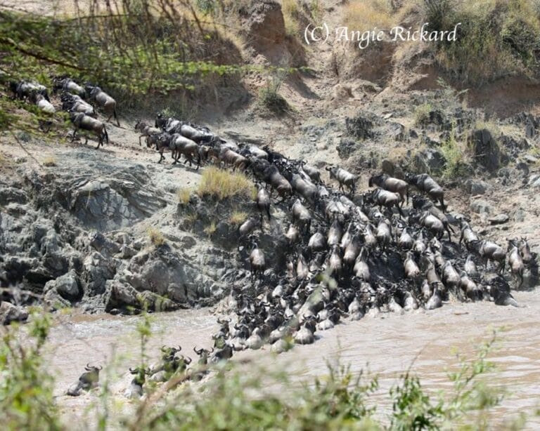 Angie Rickard 2 | Gamewatchers Safaris Herd of Wildebeest by Angie Rickard 2