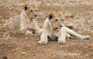 Lions by Angie Rickard