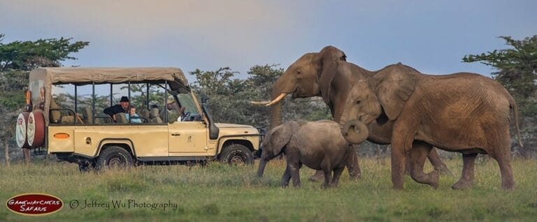 GWS game drive | Gamewatchers Safaris GWS game drive
