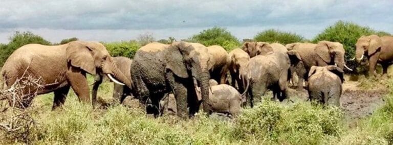 PAC eles | Gamewatchers Safaris Herd of Elephants