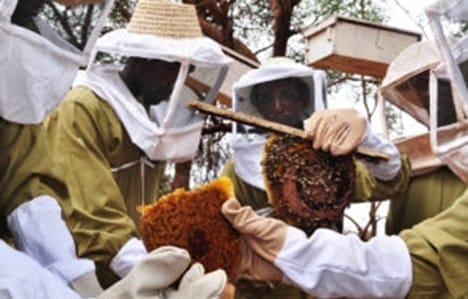 Bee Keeping