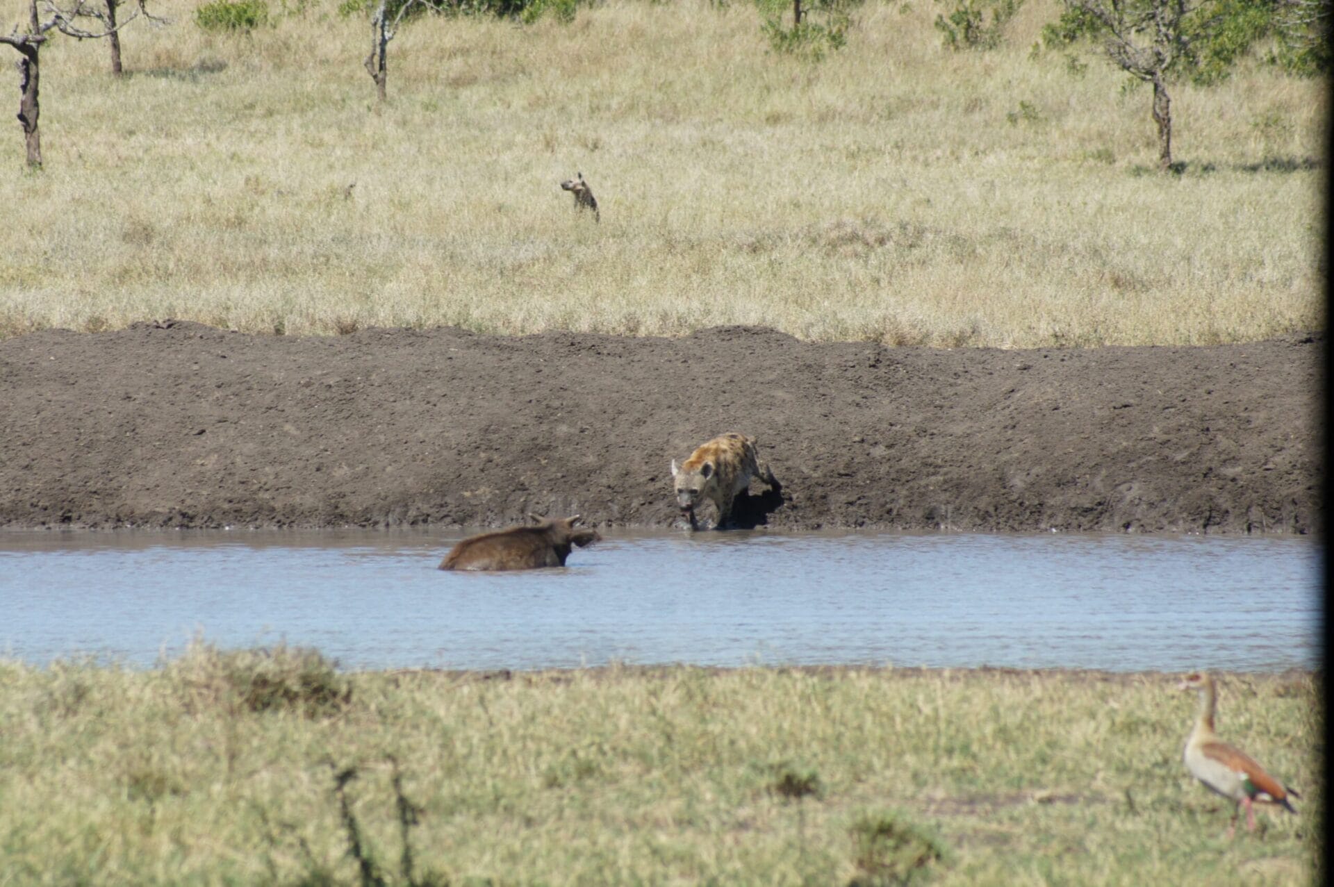 Hyena follows buffalo calf into the waterhole at Ol Pejeta Conservancy Photo by Edwin Mirara | Gamewatchers Safaris Hyena follows buffalo calf into the waterhole at Ol Pejeta Conservancy Photo by Edwin Mirara