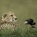 Olare Orok Conservancy - photo credit Sara Jenner