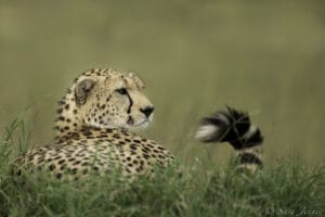 Olare Orok Conservancy - photo credit Sara Jenner