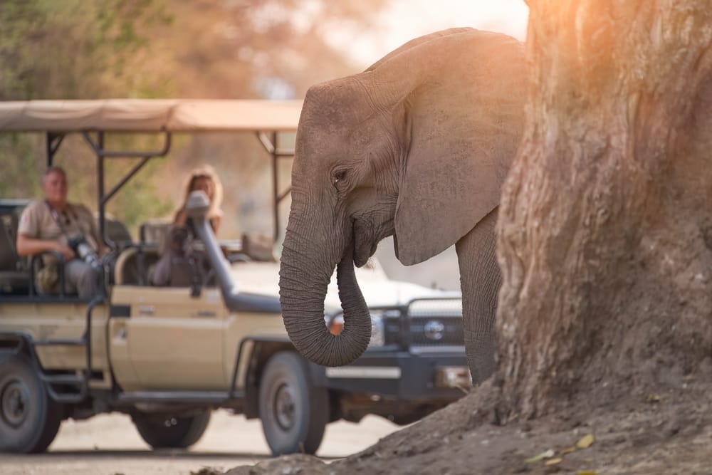 OnASafariInAfricaUnrecognisibleTouristsInOpenRoof