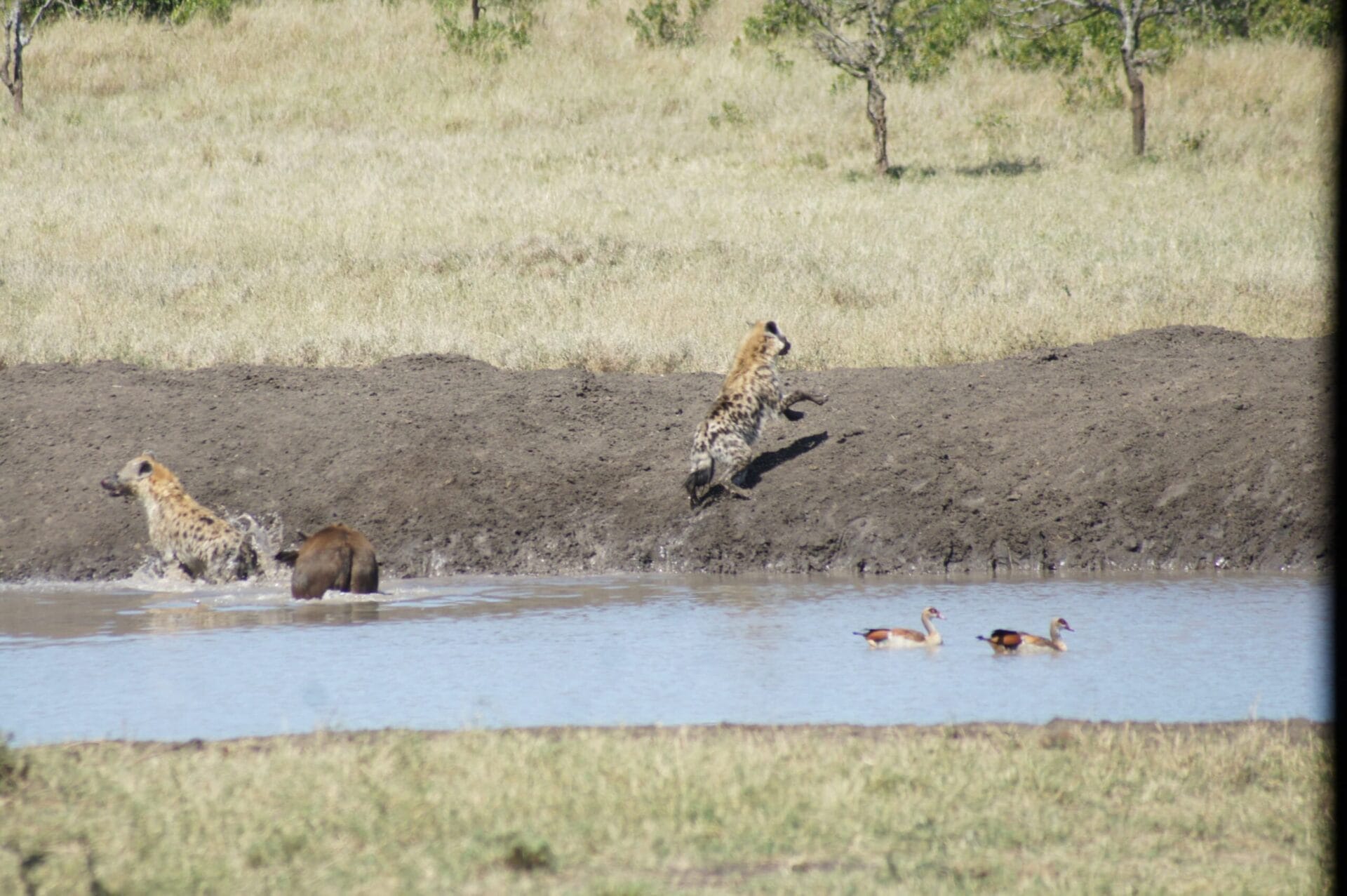 Spooked hyenas scamper for safety at the Porini Rhino Camp waterhole Photo by Edwin Mirara | Gamewatchers Safaris Hyenas at watering hole at Porini Rhino Camp