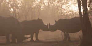 Meru National Park - photo credit Vlad Tchompalov