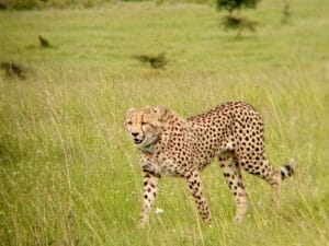 Cheetah with gps tracking collar - Mara Safari