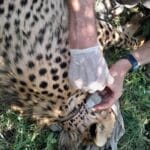 WhatsApp Image 2024-12-12 at 173140_91dc5e2a | Gamewatchers Safaris