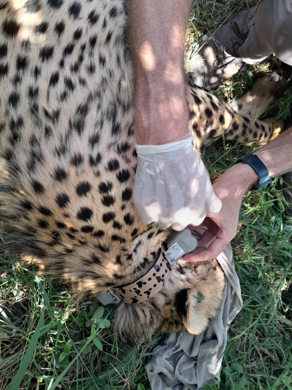 WhatsApp Image 2024-12-12 at 173140_91dc5e2a | Gamewatchers Safaris