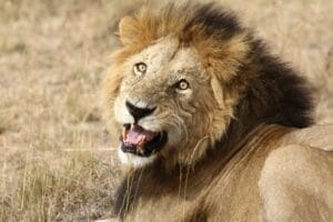 Lion looking at the camera on safari