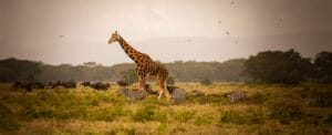 Giraffe and Zebras