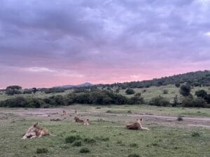 Lion Pride spotted on Ol Kinyei Conservancy