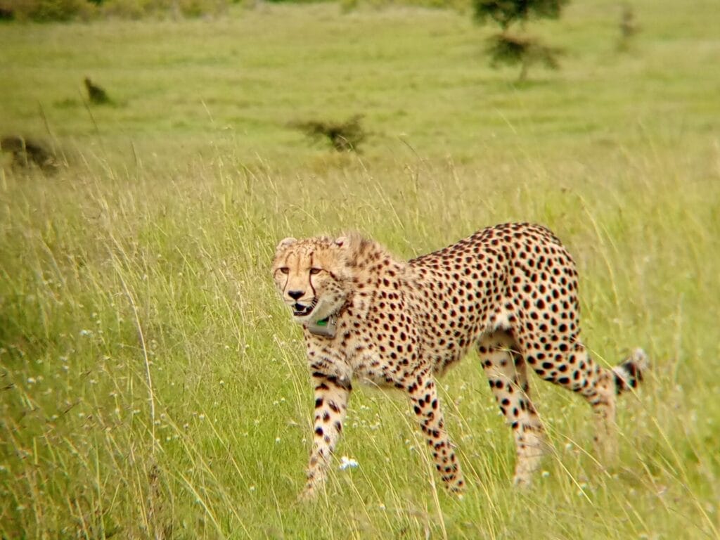 Olomunyak in Ol Kinyei Conservancy. Photo credit Philip Salaash