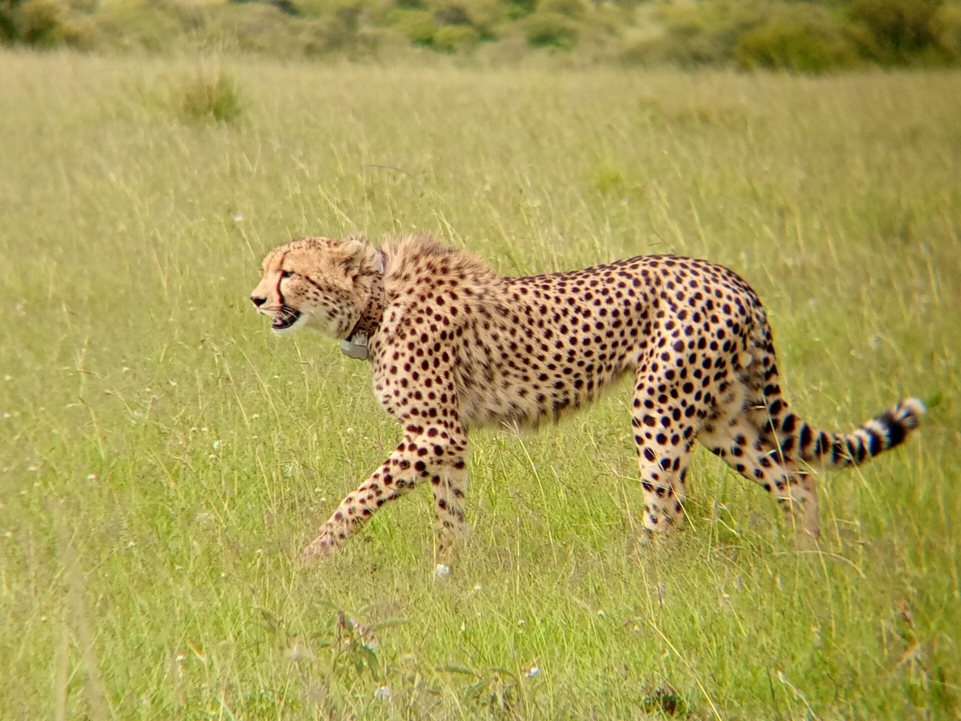 Olomunyak | Gamewatchers Safaris
