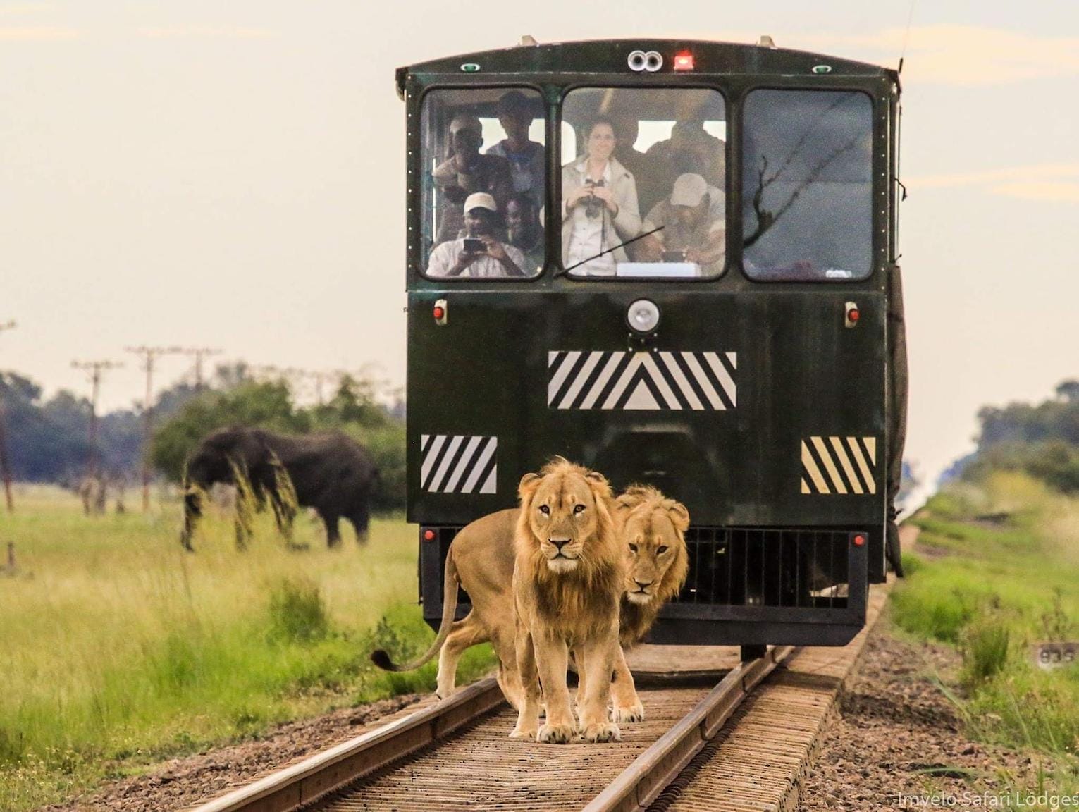 Lions on train track in front of dark green tram filled with tourists - African Safari Excursions