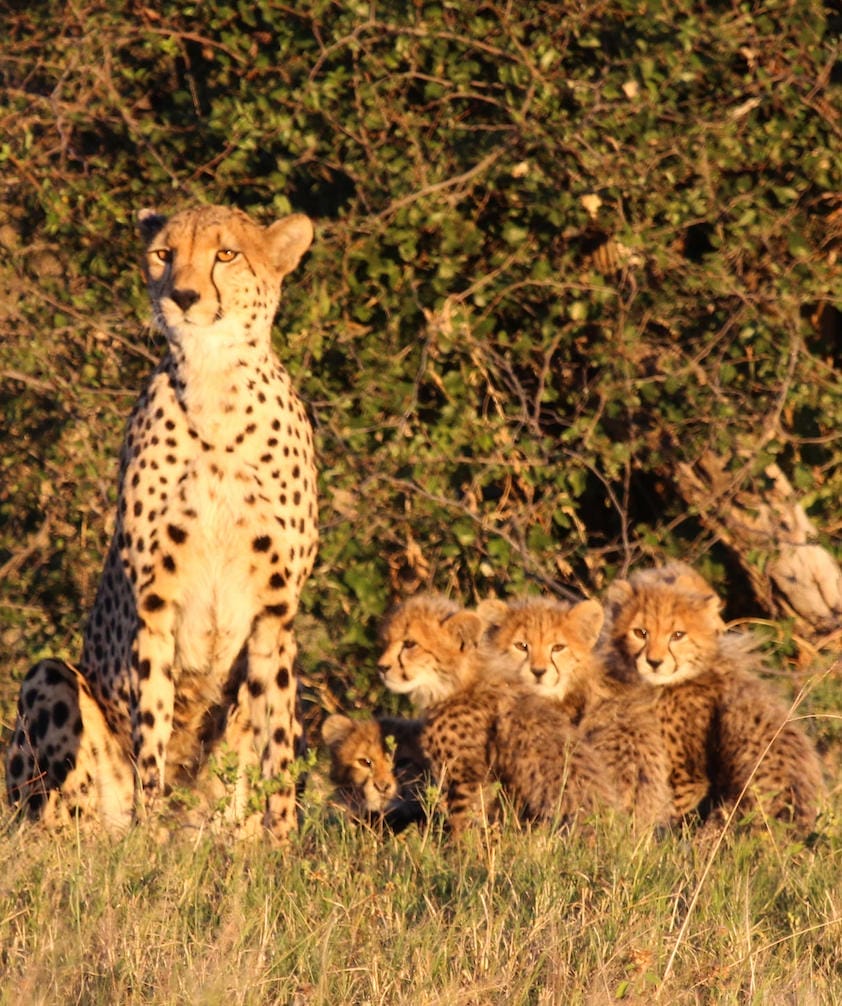 Zimbabwean Cheetah and its Cubs - Hwange Safari