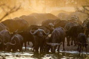 Buffalo at a watering hole