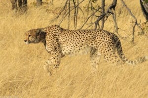 Cheetah on safari in Zimbabwe