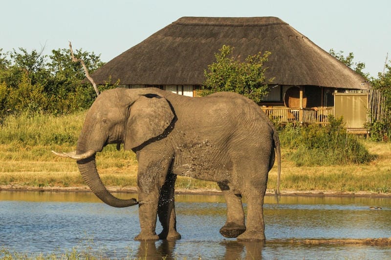 Elephant on Zimbabwe Safari