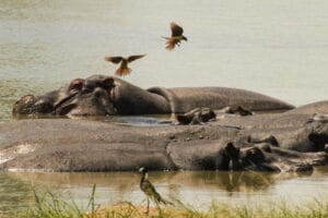 Hippos in water on African Safari