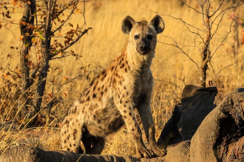 Wild Hyena - Zimbabwe Safari