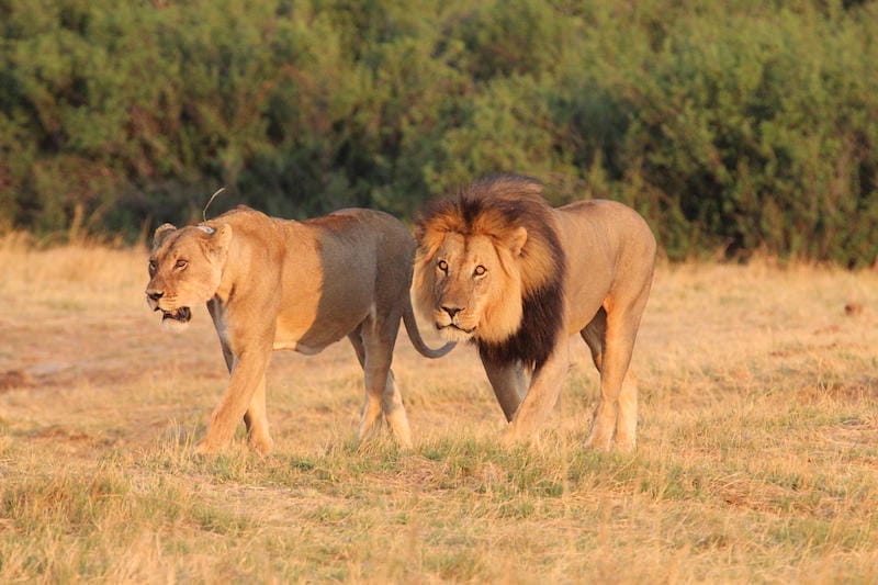 Lion and Lioness seen on Zimbabwe safari