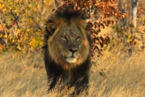 Lion on safari