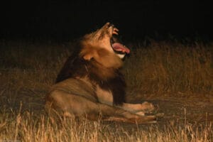 Yawning Lion