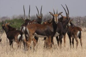 Wildlife on Zimbabwe Safari